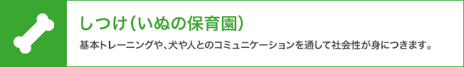 しつけ(犬の保育園)